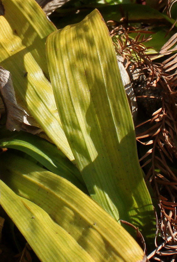 Image of Carex plantaginea specimen.
