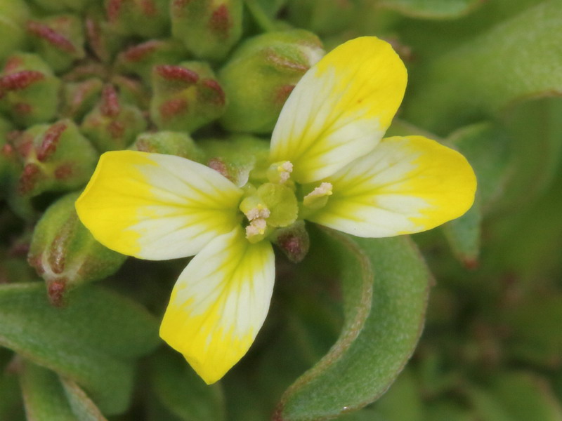 Изображение особи Erysimum repandum.