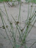 Juncus filiformis