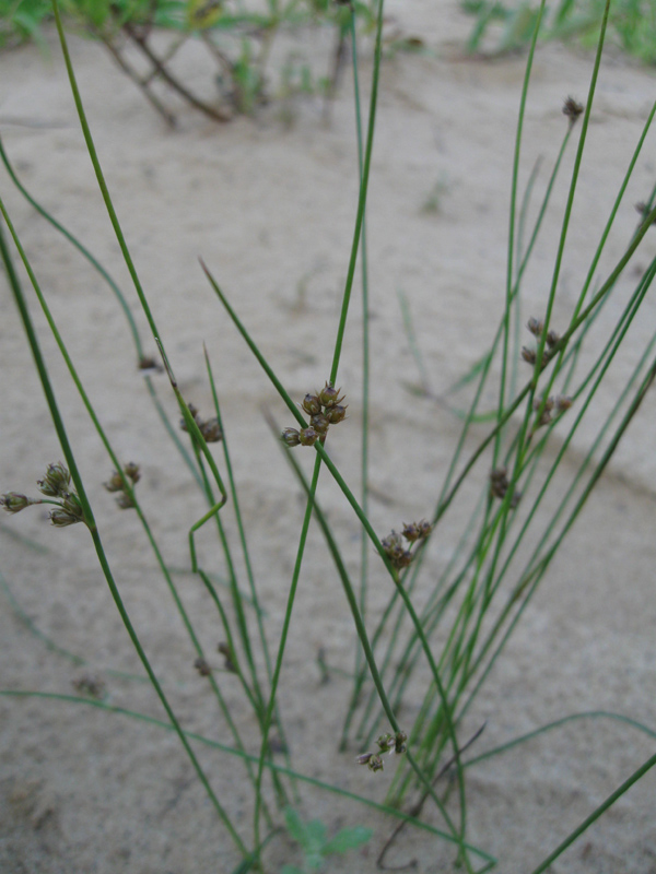 Image of Juncus filiformis specimen.