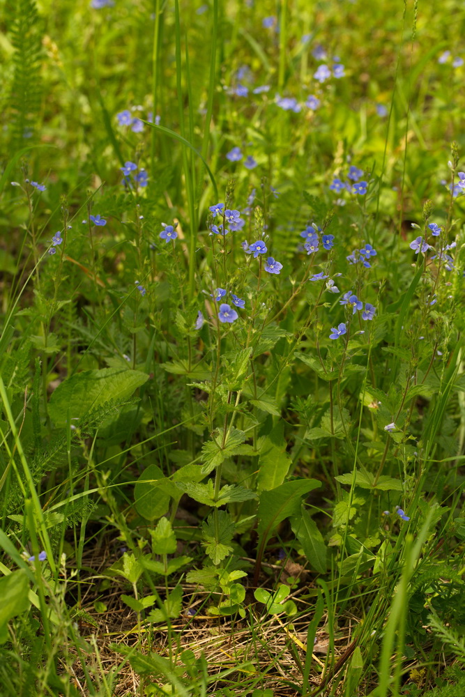 Image of Veronica chamaedrys specimen.