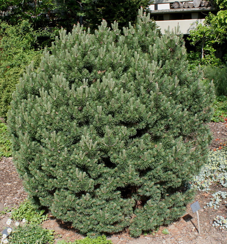 Изображение особи Pinus mugo.