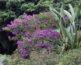 genus Melastoma