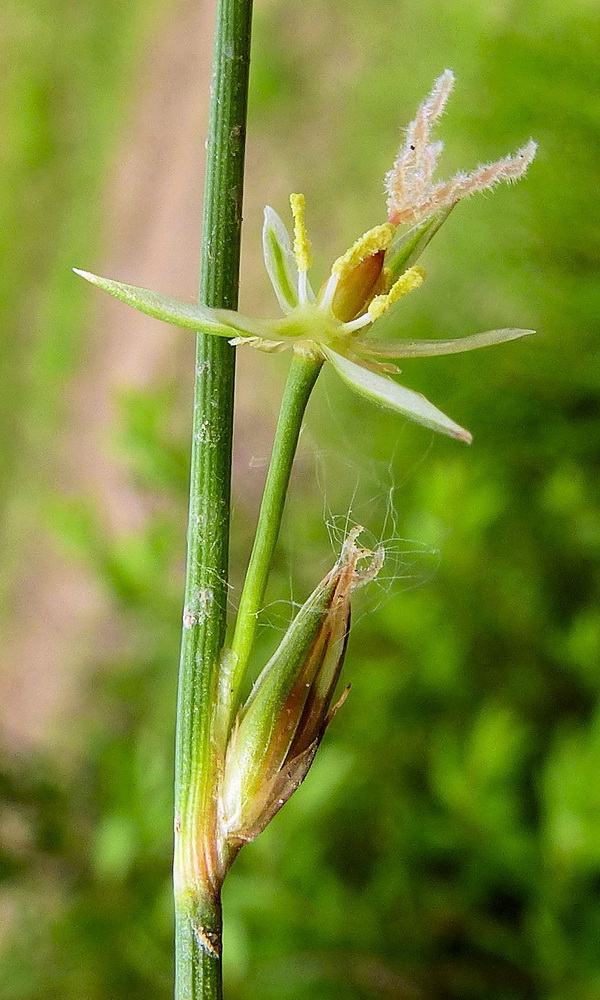 Изображение особи Juncus brachyspathus.