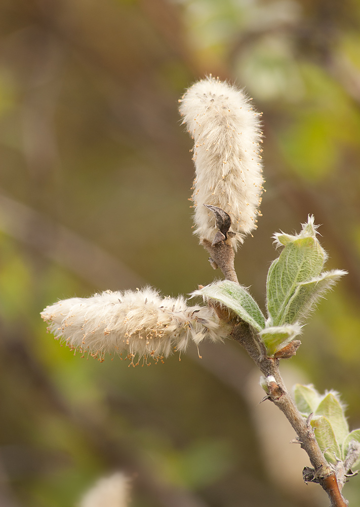 Image of Salix lanata specimen.