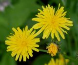 Crepis biennis. Соцветия. Германия, г. Дюссельдорф, Ботанический сад университета. 02.06.2014.