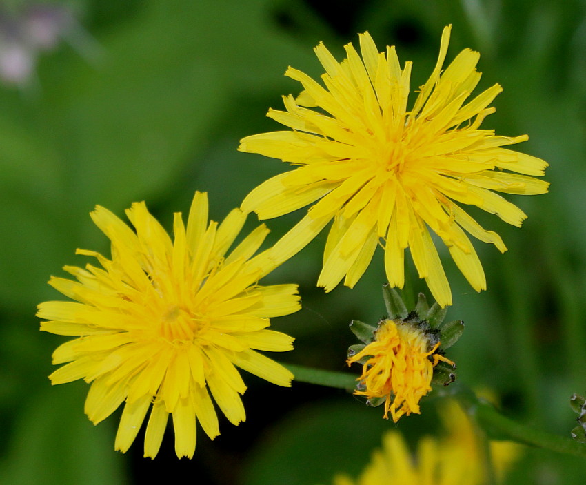 Изображение особи Crepis biennis.