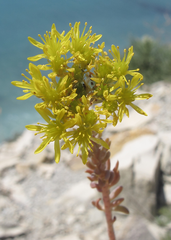 Image of Sedum reflexum specimen.