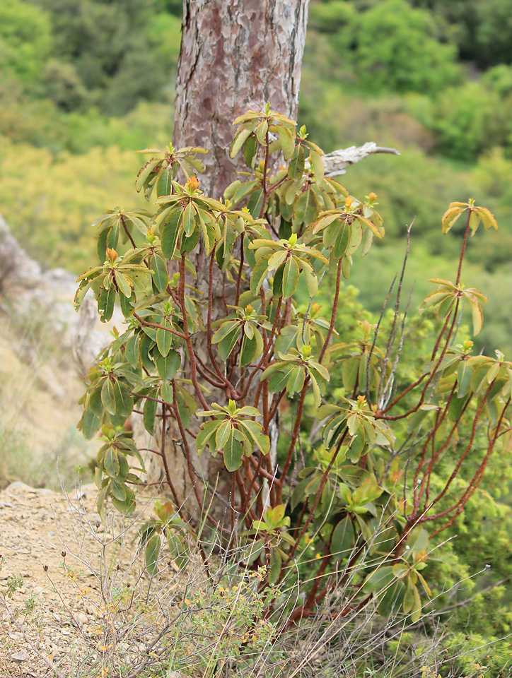 Image of Arbutus andrachne specimen.