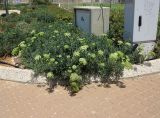 Crithmum maritimum