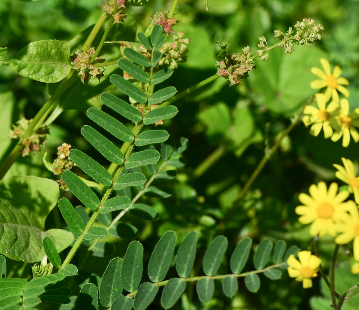 Изображение особи Astragalus boeticus.