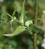 Cichorium intybus