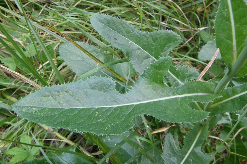 Image of Sonchus arvensis ssp. uliginosus specimen.