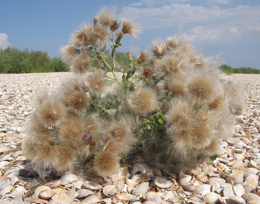 Изображение особи Cirsium incanum.