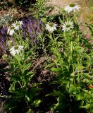 Echinacea purpurea