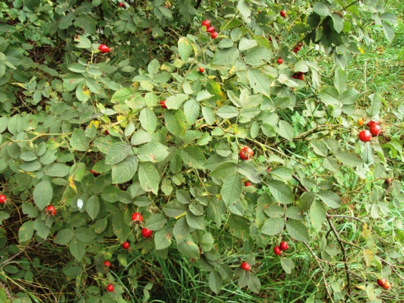 Image of Rosa villosa specimen.