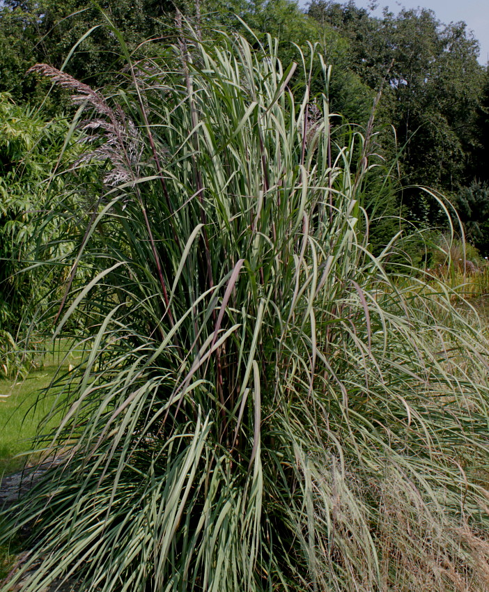 Image of Erianthus ravennae specimen.