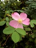 Rosa acicularis