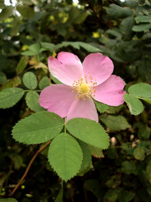 Изображение особи Rosa acicularis.