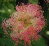 Albizia julibrissin. Распускающееся соцветие. Крым, п-ов Тарханкут, пгт Черноморское. 20.07.2009.