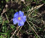 genus Linum