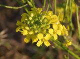 Sisymbrium loeselii. Соцветие с цветками и бутонами. Украина, г. Запорожье, балка Партизанская. 29.08.2014.