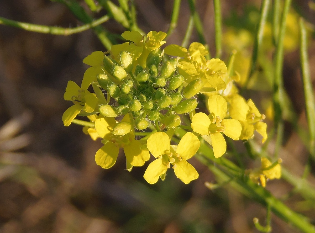 Изображение особи Sisymbrium loeselii.