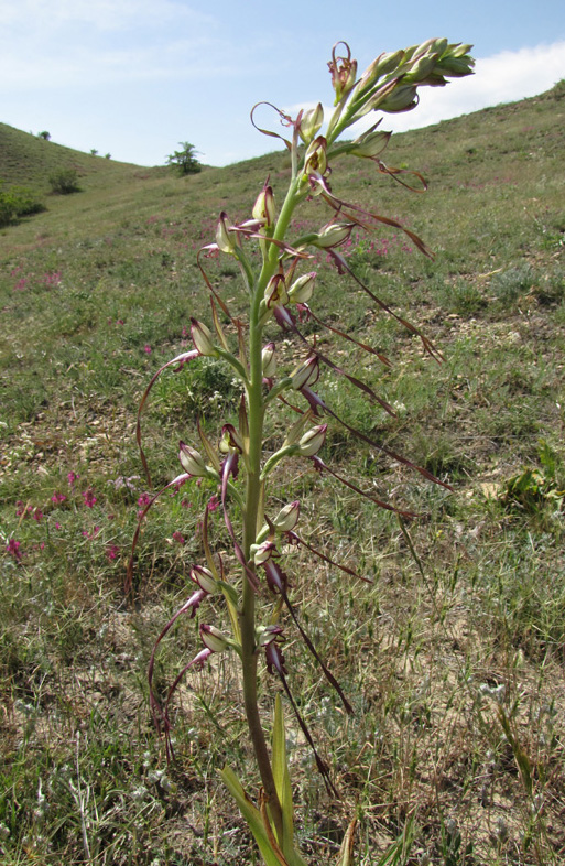 Image of Himantoglossum caprinum specimen.