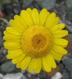 Anthemis tinctoria