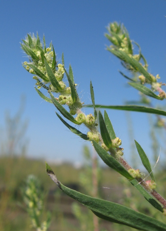 Image of Bassia scoparia specimen.