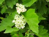 Crataegus chlorosarca. Побег с цветками. Камчатский край, Петропавловск-Камчатский городской округ, рощица вдоль озера.
