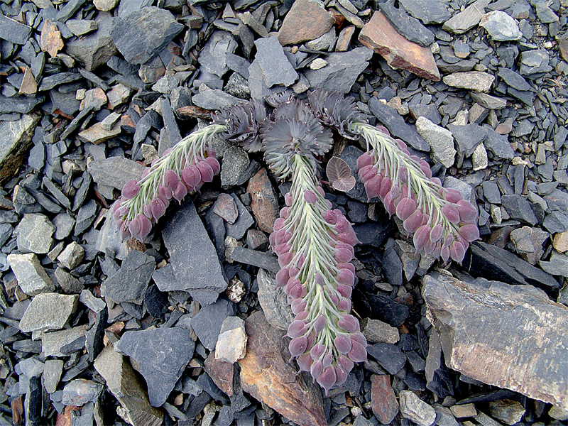 Image of Pseudovesicaria digitata specimen.