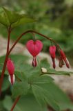 Dicentra spectabilis