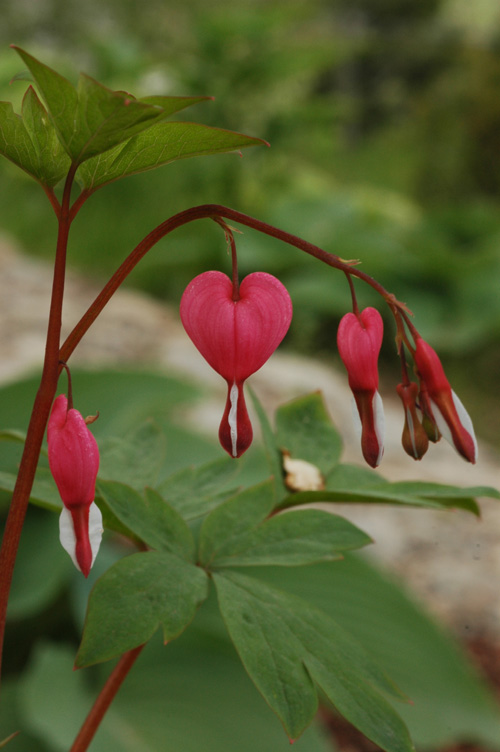 Image of Dicentra spectabilis specimen.