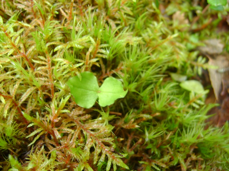 Изображение особи Listera cordata.