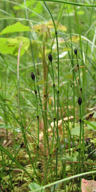 Изображение особи Equisetum scirpoides.