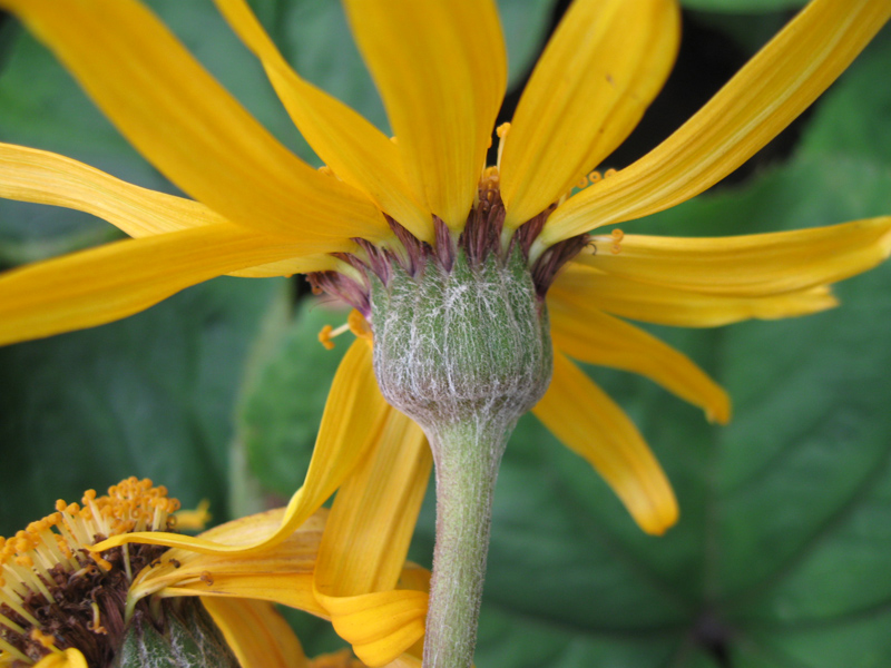 Изображение особи Ligularia dentata.