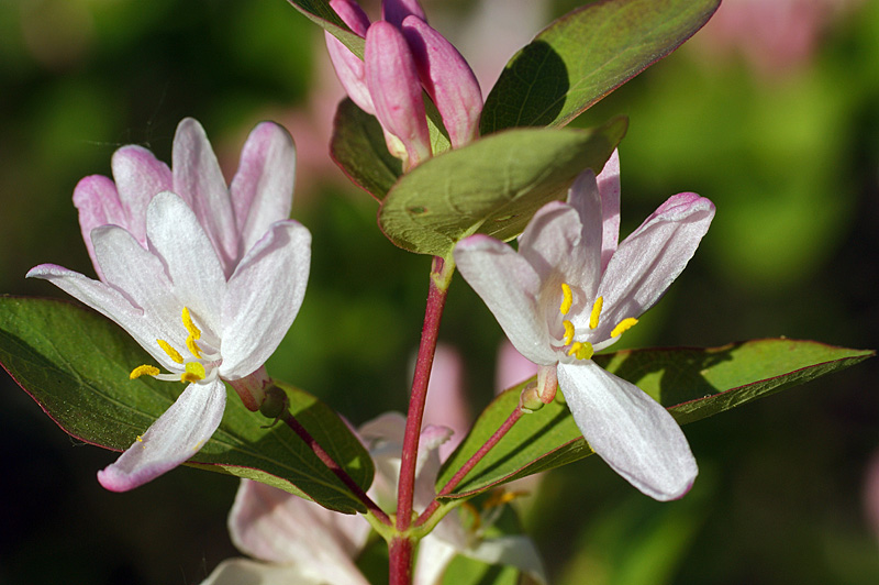 Image of Lonicera tatarica specimen.