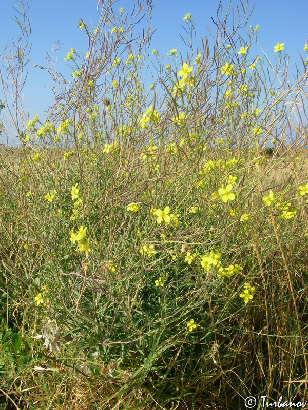 Изображение особи Diplotaxis tenuifolia.