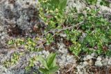 Betula rotundifolia. Ветвь с соцветиями. Бурятия, плато п-ова Святой нос, ≈ 1800 м н.у.м., горная тундра. 22.07.2009.