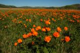 Trollius asiaticus