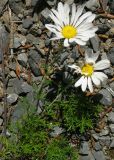 Chrysanthemum coreanum. Цветущее растение на щебнистой осыпи. Приморье, окр. Дальнегорска. 31.08.2006.