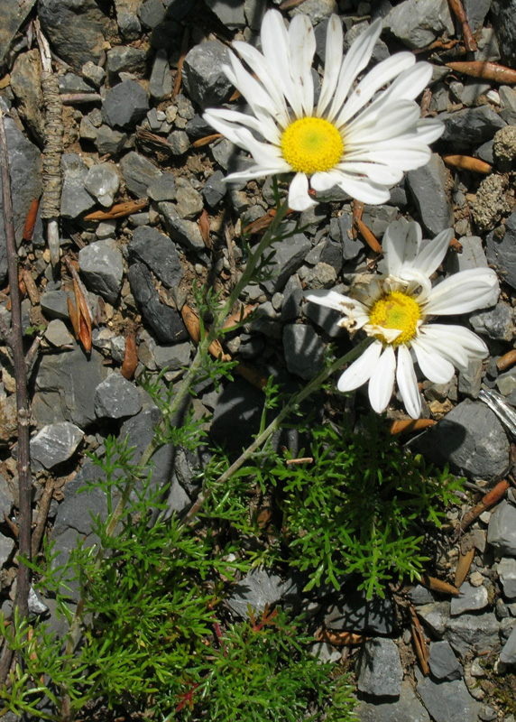 Изображение особи Chrysanthemum coreanum.