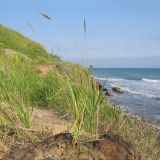 Calamagrostis glomerata. Вегетирующее растение с прошлогодними сухими генеративными побегами. Краснодарский край, Темрюкский р-н, мыс Железный Рог, приморский обрывистый глинистый склон с выходами бурого железняка. 01.05.2015.