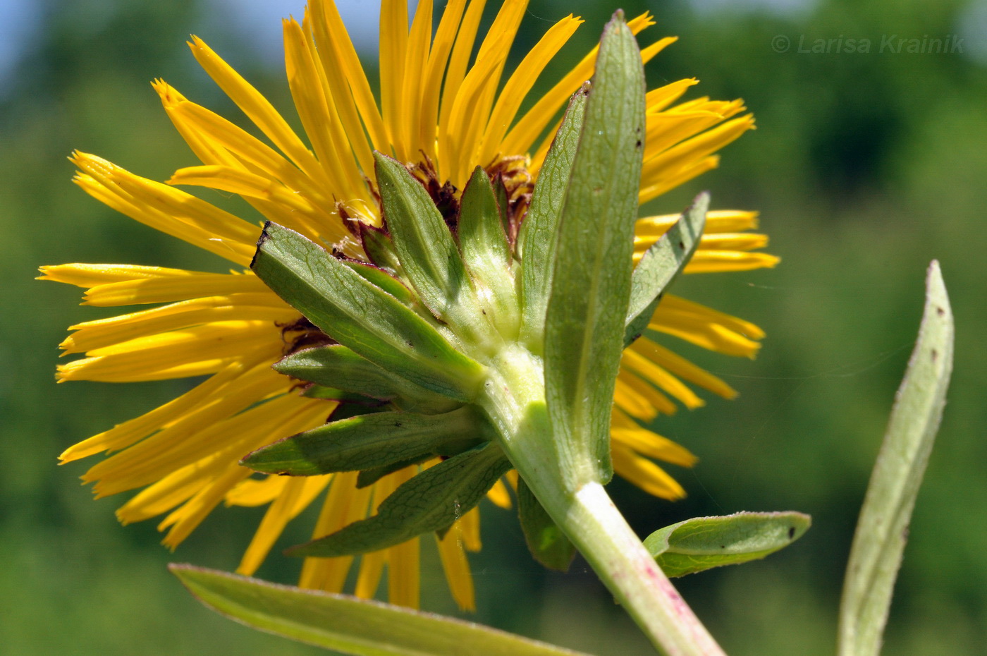 Image of Inula salicina specimen.