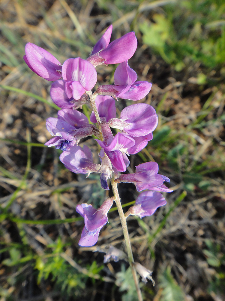 Image of Oxytropis coerulea specimen.