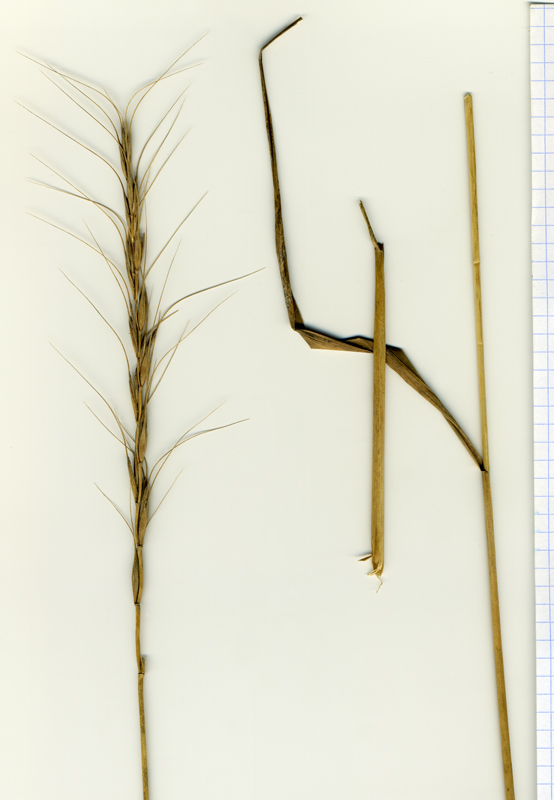 Image of Elymus gmelinii specimen.