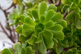 Aeonium arboreum. Верхушка побега с розеткой листьев. Греция, Эгейское море, о. Парос, высокий каменистый берег, возле жилья. 15.12.2015.