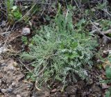 Astragalus dianthus