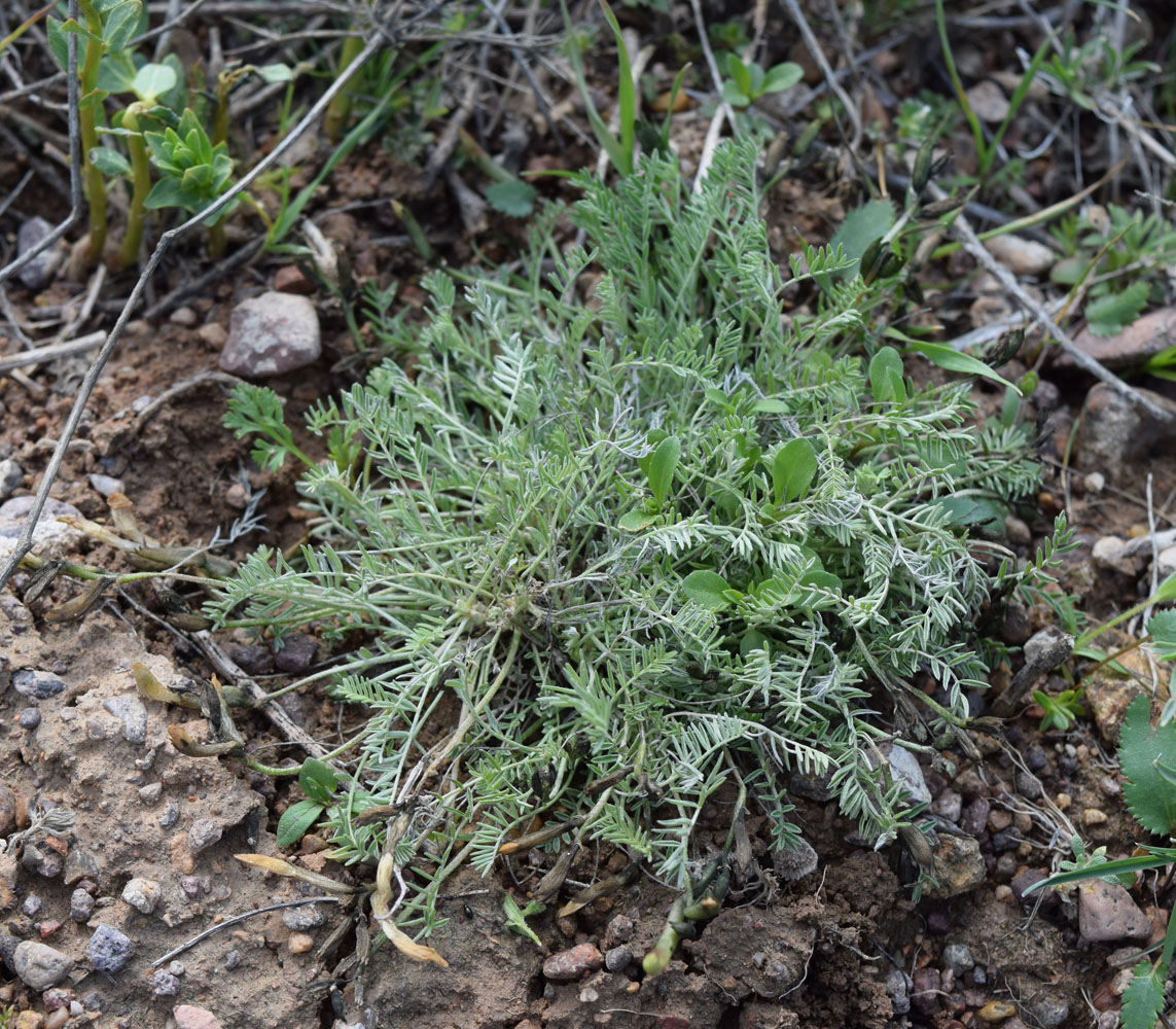 Изображение особи Astragalus dianthus.